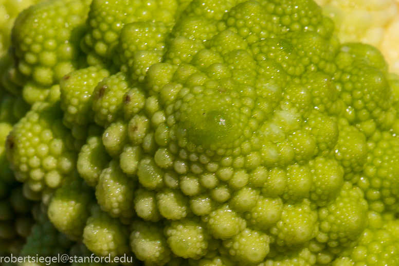 brassica - romanesco